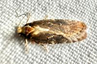 Agonopterix liturosa