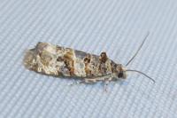 Lobesia botrana