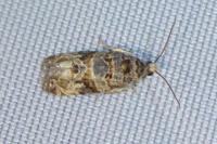 Lobesia botrana