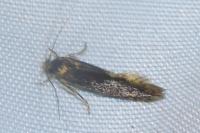 Opogona omoscopa