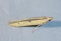 Mesophleps trinotella