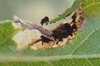 Parornix torquillella