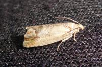 Cydia splendana