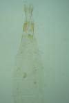 Eteobalea serratella