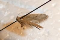 Agonopterix rotundella
