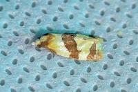 Phalonidia albipalpana