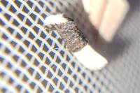 Trichophaga bipartitella