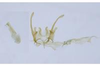 Scrobipalpa artemisiella