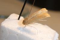 Haplochrois ochraceella