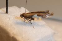 Caloptilia stigmatella