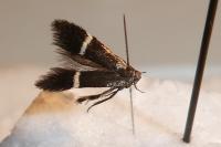 Aproaerema cinctella