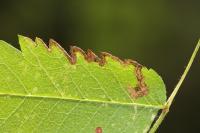 Stigmella nylandriella