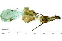 Eucosma cumulana