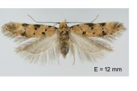 Pseudotelphusa occidentella