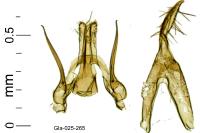 Pseudotelphusa occidentella