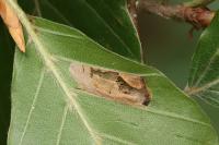 Phyllonorycter maestingella