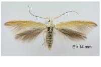 Coleophora oriolella