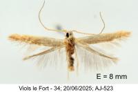 Coleophora badiipennella