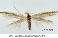 Coleophora pulchripennella