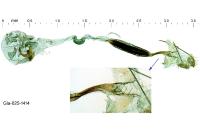 Coleophora pulchripennella