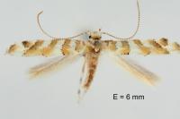 Gracillaria