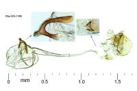 Gracillaria