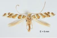 Gracillaria
