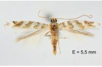 Gracillaria