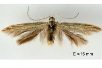 Coleophora graminicolella