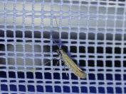 Aspilapteryx tringipennella