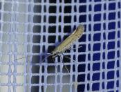 Aspilapteryx tringipennella