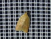 Clepsis consimilana