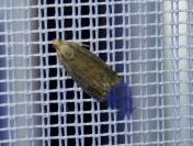Cydia splendana