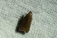 Acompsia cinerella