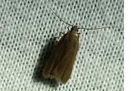 Acompsia cinerella