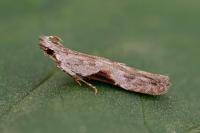 Hypatima rhomboidella
