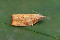 Pandemis corylana