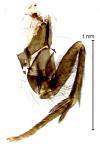 Reisseronia tarnierella