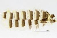 Reisseronia tarnierella