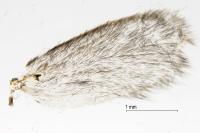 Reisseronia tarnierella