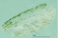 Reisseronia tarnierella