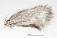 Reisseronia tarnierella