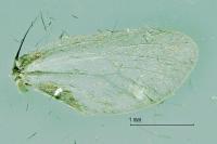 Reisseronia tarnierella