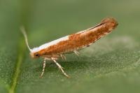 Argyresthia semitestacella