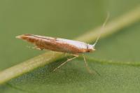 Argyresthia semitestacella