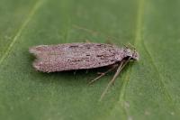 Gelechia sabinella
