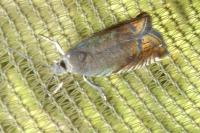 Grapholita larseni