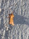 Triodia sylvina