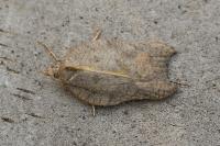 Acleris emargana