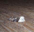 Apotomis betuletana